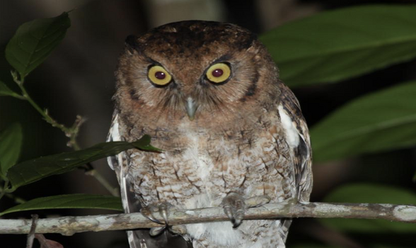 howpetcare's tweet photo. Two new species of little screech owls identified from the Amazon and Atlantic rainforests in Brazil.
#OWL2021 #owls #Owl #Brazil  #howpetcare https://t.co/wjABB8pQAo