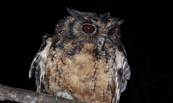 howpetcare's tweet photo. Two new species of little screech owls identified from the Amazon and Atlantic rainforests in Brazil.
#OWL2021 #owls #Owl #Brazil  #howpetcare https://t.co/wjABB8pQAo