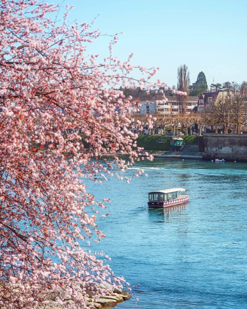 baseltourism's tweet photo. This beautiful weather is perfect for a ferry ride on the Rhine. ☀️ All credits for this shot go to @tob_mue.👍 #lovebasel
•
•
•
#baselswitzerland #basel #inlovewithswitzerland #instatravel #travelgram #blickheimat #citybestpics #cbviews #theprettycit… https://t.co/9xgRYdfFkb https://t.co/J2HrviGx50