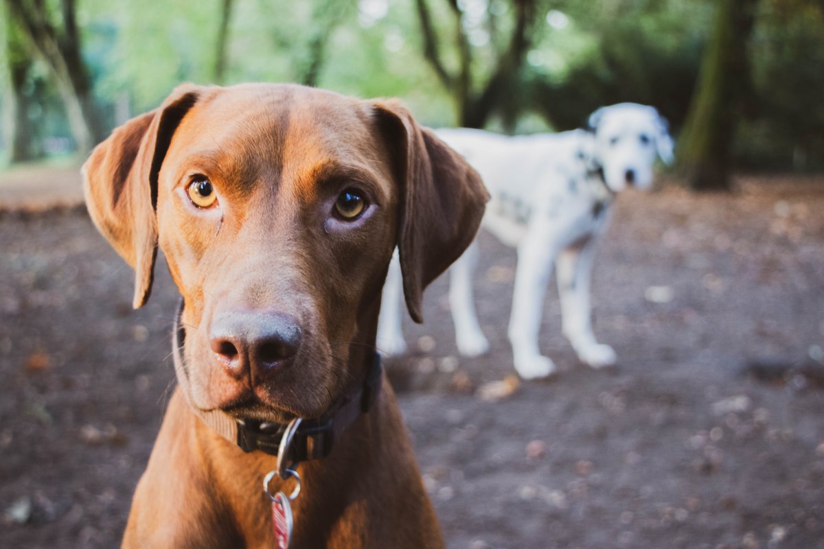 BernhardKerres's tweet image. Can I bring my dog to the concert? Yes, you can at the nexTus Festival of the @ByomAcademy -> nextus.beyourownmanager.com
#classicalmusic #classicalbuzz #dogs #dog #festival #musicmatters #nextus