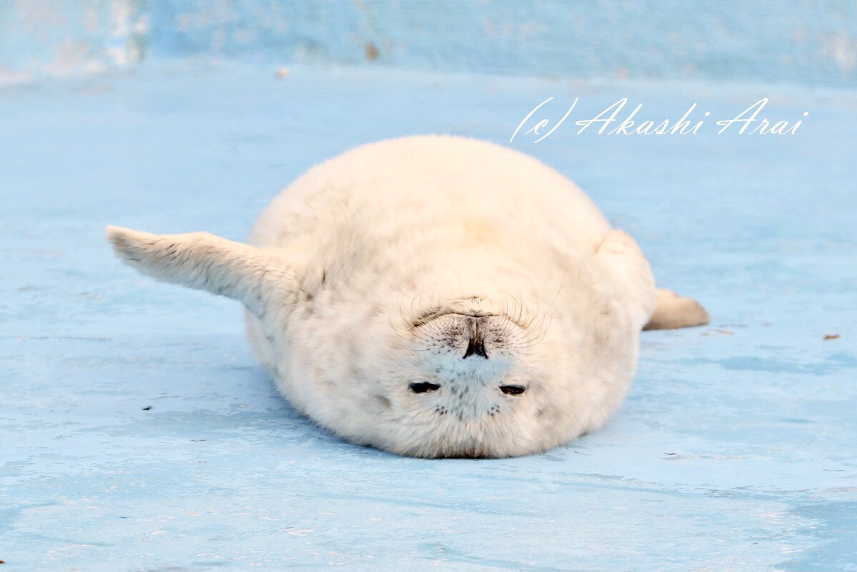 あざらしさん 可愛いさの実力を発揮中 あざらし アザラシ ノシャップ寒流水族館