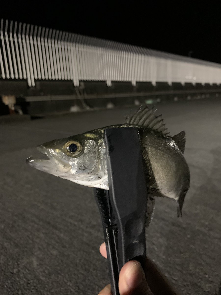 Gatty ひっさしぶりの魚 もう静岡の海は死んでるんやないか思ってました 久方ぶりの釣り備忘録をつけられる 月下美人611ls レイジーソリッド 上潮 静岡 御前崎 アジング