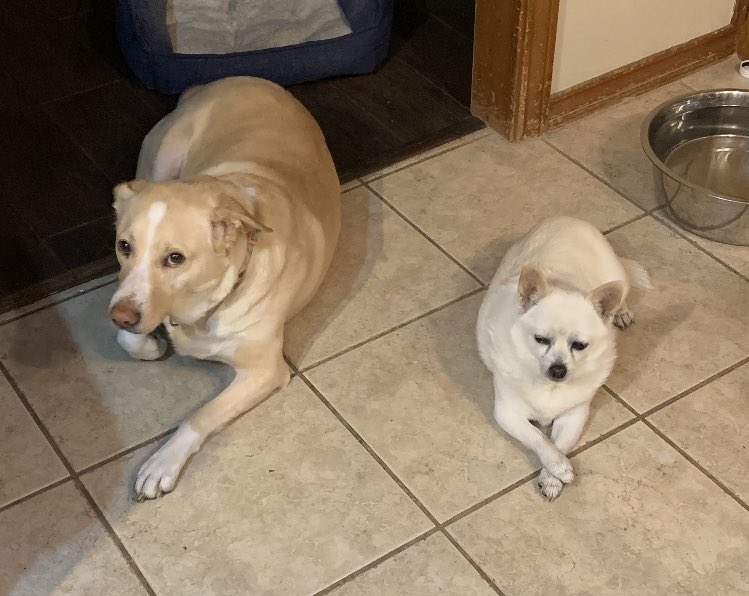 PuppyNacho_'s tweet photo. Still waiting on the chef for my morning omelet 😴 https://t.co/IL8LkeRHpL