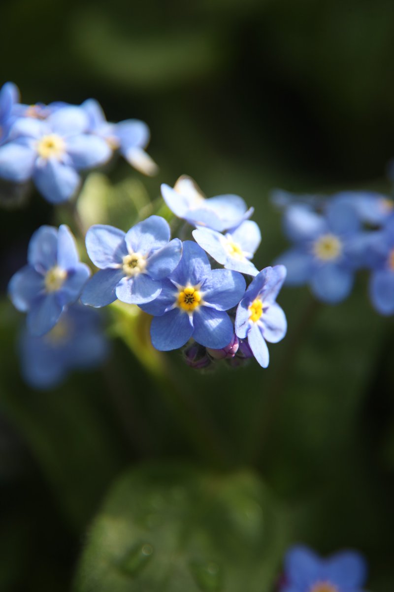 gontanokoneroku's tweet photo. Good night. Have sweet dreams😌

Sat 11:00PM 🇯🇵
Forget-me-nots🌸 https://t.co/aj8lfHQ0do