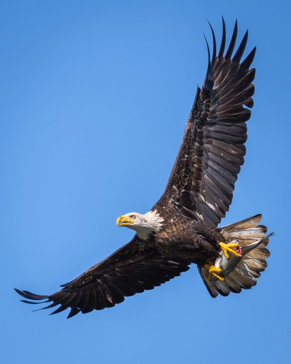 subtraho's tweet photo. Fresh Seafood Delivery! #InFlightFriday

A previously-unposted shot from Oct 2019, taken at Conowingo Dam in Maryland, a favorite spot for eagles.

#baldeagle #eagle #soconvenient
#wildlife #wildlifephotography #birding #birdtwitter #birdtonic https://t.co/mi4ooxG6lF