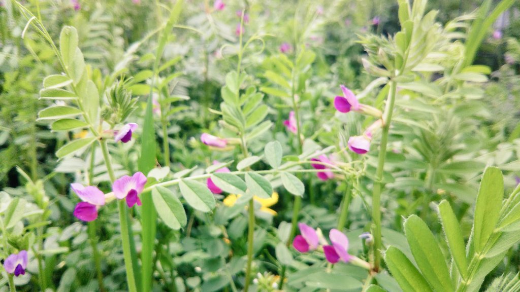 春の草花