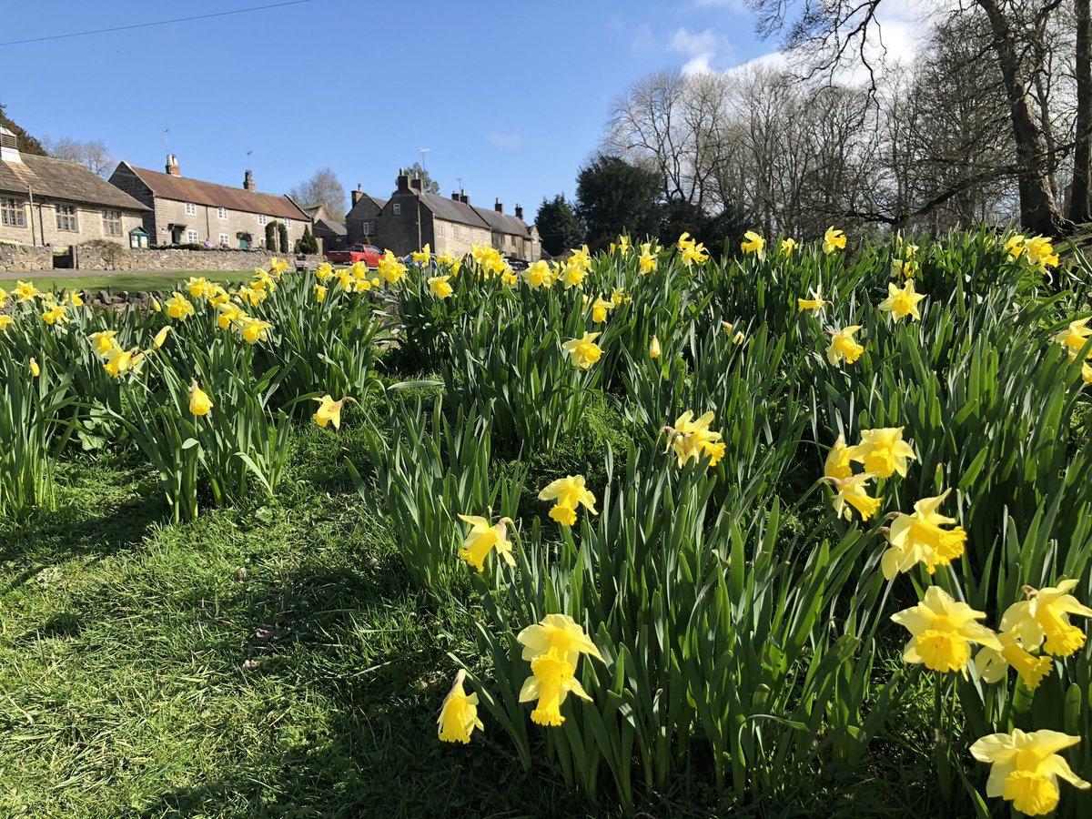 Herberts Tearooms open11-3 in our daffodil enhanced village <a href="/TissingtonHall/">Tissington Hall</a> <a href="/TissingtonN/">Tissington Nursery 🌱</a> <a href="/vpdd/">Visit Peak District & Derbyshire</a> #visitpeakdistrict#respect#countryside#derbyshire