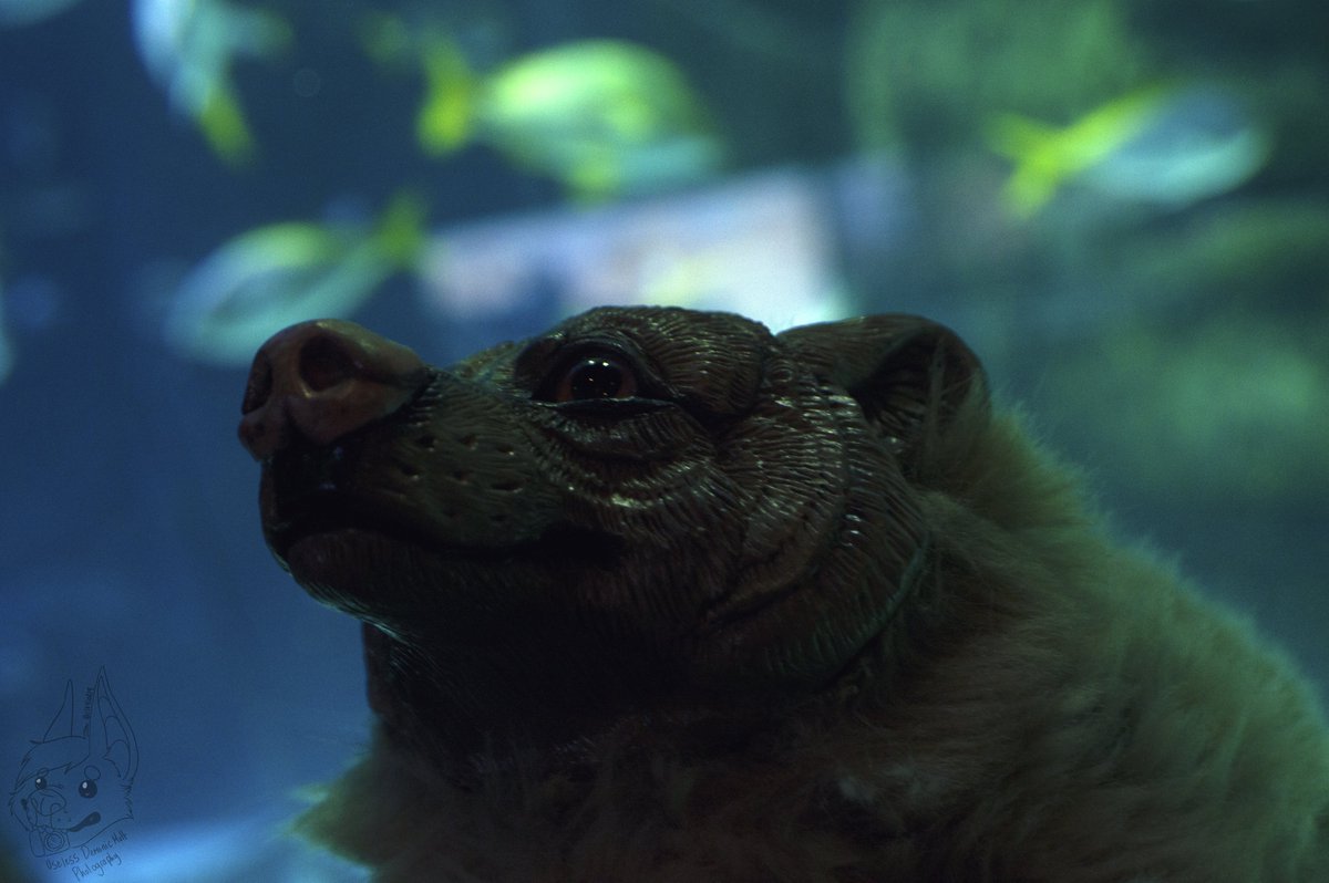 Beornen_gremlin's tweet photo. I honestly miss little things like just popping the Sealife Aqaurium near me.... Here are some of the photos i took on a small venture out to @SEALIFEManc with my Bear art doll https://t.co/BqnOE9THwa