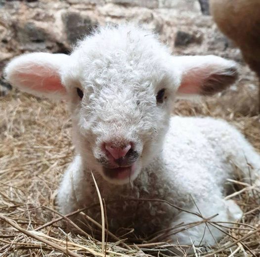 Happy Good Friday to all my friends and colleagues. Busy with the usual in sheep central.