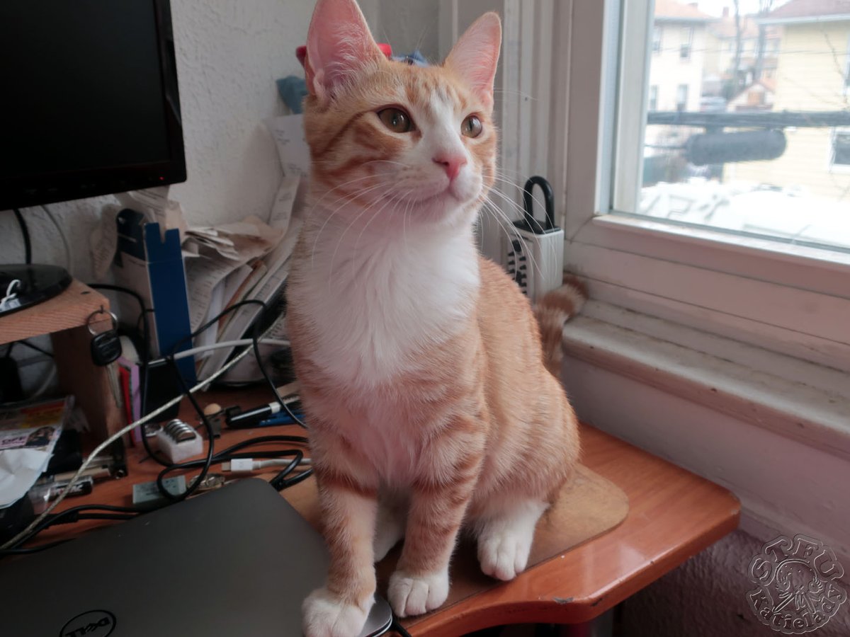 InxplicablBacon's tweet photo. *A* Tonies! (The Tonies are 2 [formerly] foster #kittens/#cats, both named Tony, inhabiting the human world under the protectorship of 3 IxB collaborators: Marty, Agent Mom, and Sidñey. The ones pictured here are Fat Tony.)
#IxB_Tonies https://t.co/jG4QMgGUUM
