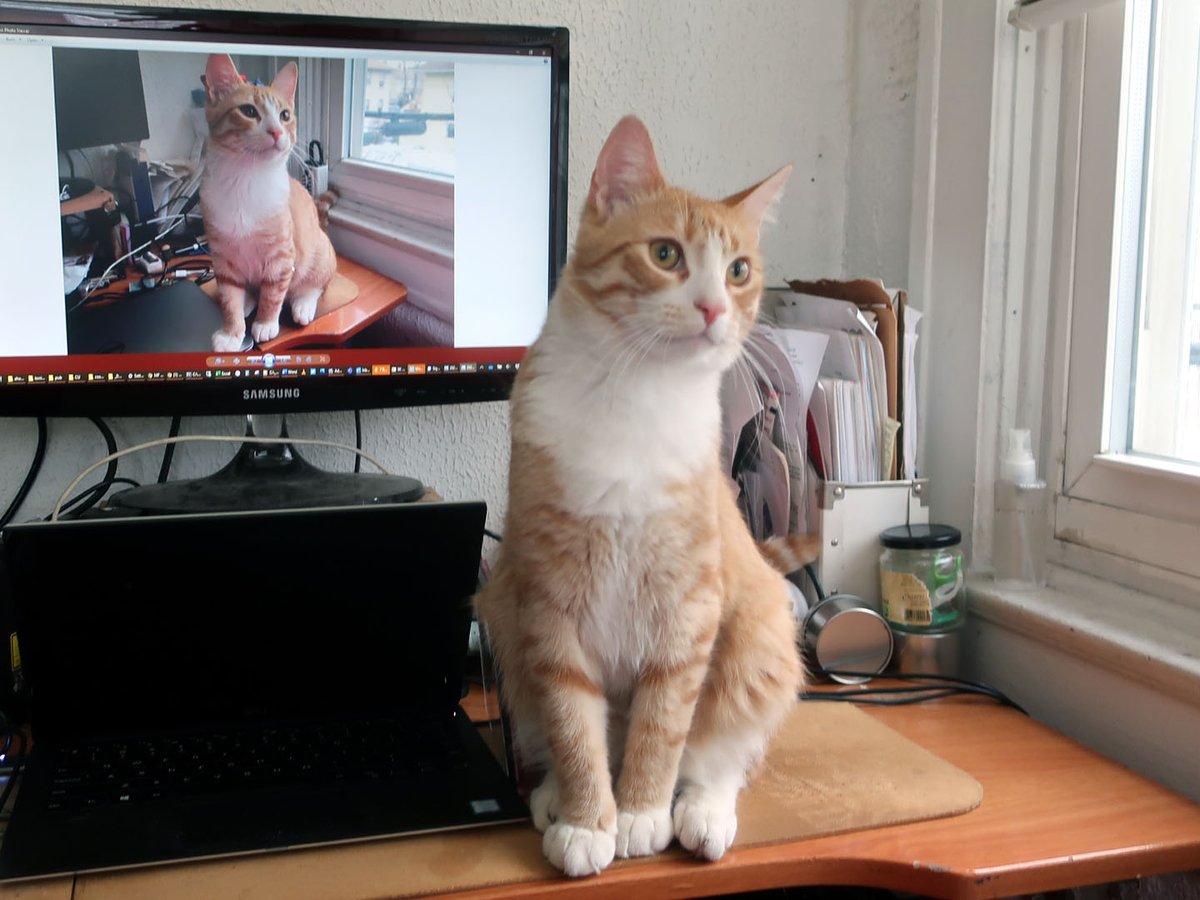 InxplicablBacon's tweet photo. *A* Tonies! (The Tonies are 2 [formerly] foster #kittens/#cats, both named Tony, inhabiting the human world under the protectorship of 3 IxB collaborators: Marty, Agent Mom, and Sidñey. The ones pictured here are Fat Tony.)
#IxB_Tonies https://t.co/jG4QMgGUUM