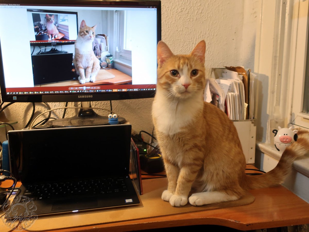 InxplicablBacon's tweet photo. *A* Tonies! (The Tonies are 2 [formerly] foster #kittens/#cats, both named Tony, inhabiting the human world under the protectorship of 3 IxB collaborators: Marty, Agent Mom, and Sidñey. The ones pictured here are Fat Tony.)
#IxB_Tonies https://t.co/jG4QMgGUUM