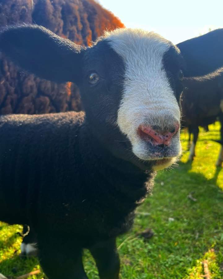 deencityfarm's tweet photo. Happy Good Friday everyone!
We are pleased to announce our last lamb of the season and the first zwartble male to be born at #DeenCityFarm
Meet Jasper!
#cityfarm #farms #communityfarms #sponsorme
#sheep #zwartblesheep #lambingseason #supportdeencityfarm https://t.co/ydyT5wDYHt