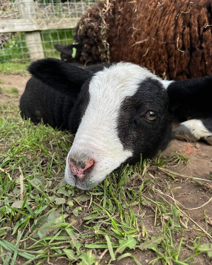 deencityfarm's tweet photo. Happy Good Friday everyone!
We are pleased to announce our last lamb of the season and the first zwartble male to be born at #DeenCityFarm
Meet Jasper!
#cityfarm #farms #communityfarms #sponsorme
#sheep #zwartblesheep #lambingseason #supportdeencityfarm https://t.co/ydyT5wDYHt