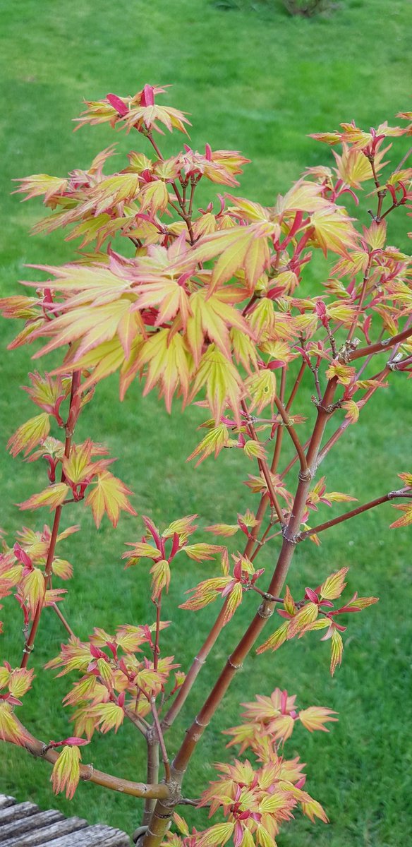 HayesHants's tweet photo. ⛩ #Acer #palmatum #katsura enjoying a #spring morning. The younger of 2, but future looking good 😀 #namaste🙏 https://t.co/4Tmg0zrtqp
