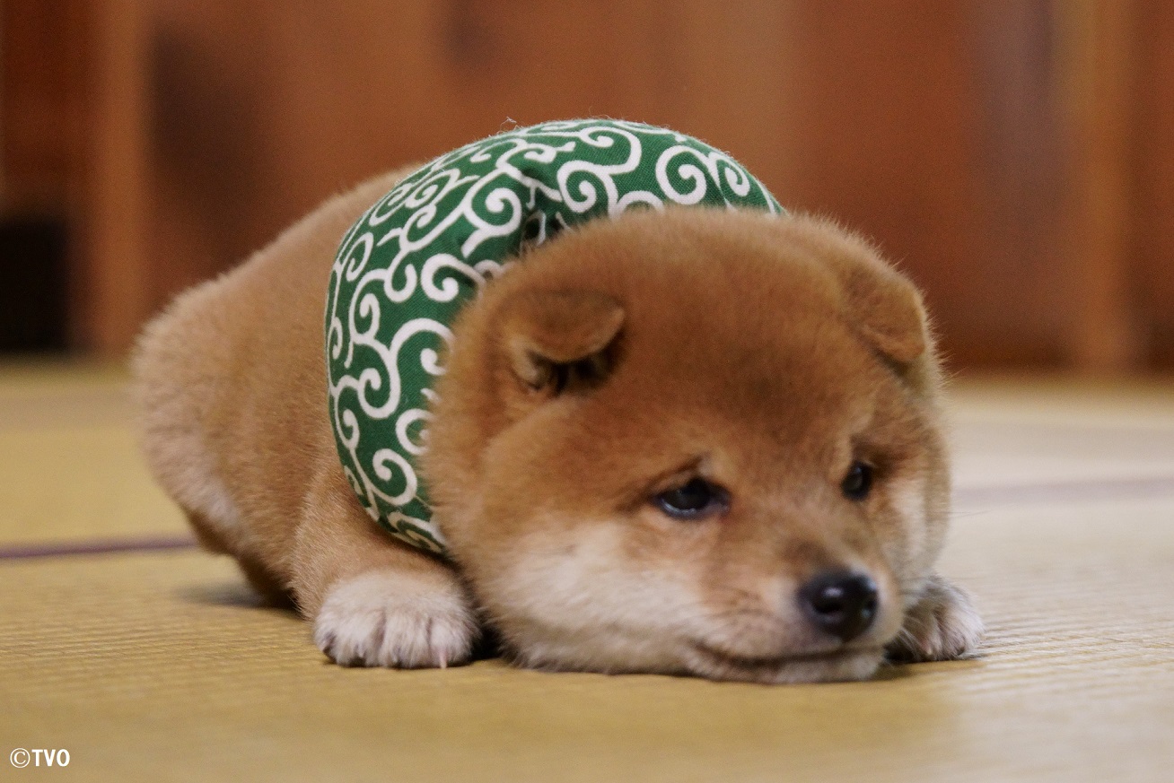 Twitter 上的 豆助 Mamesuke 公式 まだ遊びたいけど 眠たくなった豆助 ２５代目豆助 T Co Yqsph6sxeb 柴犬 Shibainu 豆助 Puppy 子犬 イッヌ 癒し ペット 豆柴 天使 T Co C7v15u37tm Twitter