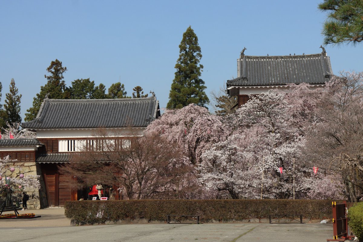 komishow0224's tweet photo. 上田城千本桜 上田市 2021/04/01

3/31位から一気に咲き始めて、ちょうど満開の上田城千本桜。　この時期「梅」「杏」「桜」の花が同時に楽しめる長野県。　

#満開の桜 #上田城 #上田城址 #上田城千本桜 #上田 #長野県  #uedacastle #castle #castles #城 https://t.co/8qhSKKuarf