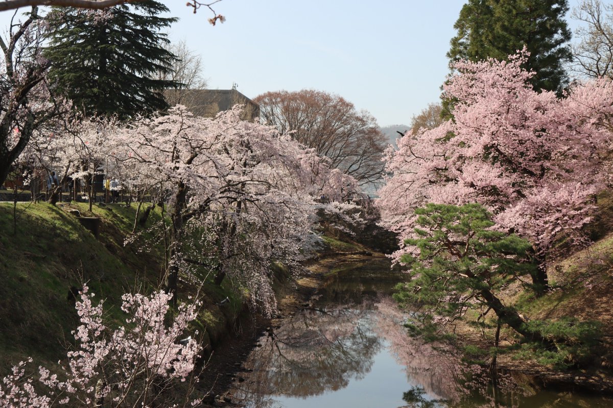 komishow0224's tweet photo. 上田城千本桜 上田市 2021/04/01

3/31位から一気に咲き始めて、ちょうど満開の上田城千本桜。　この時期「梅」「杏」「桜」の花が同時に楽しめる長野県。　

#満開の桜 #上田城 #上田城址 #上田城千本桜 #上田 #長野県  #uedacastle #castle #castles #城 https://t.co/8qhSKKuarf