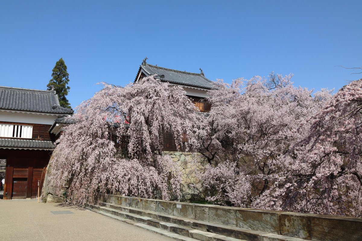 komishow0224's tweet photo. 上田城千本桜 上田市 2021/04/01

3/31位から一気に咲き始めて、ちょうど満開の上田城千本桜。　この時期「梅」「杏」「桜」の花が同時に楽しめる長野県。　

#満開の桜 #上田城 #上田城址 #上田城千本桜 #上田 #長野県  #uedacastle #castle #castles #城 https://t.co/8qhSKKuarf