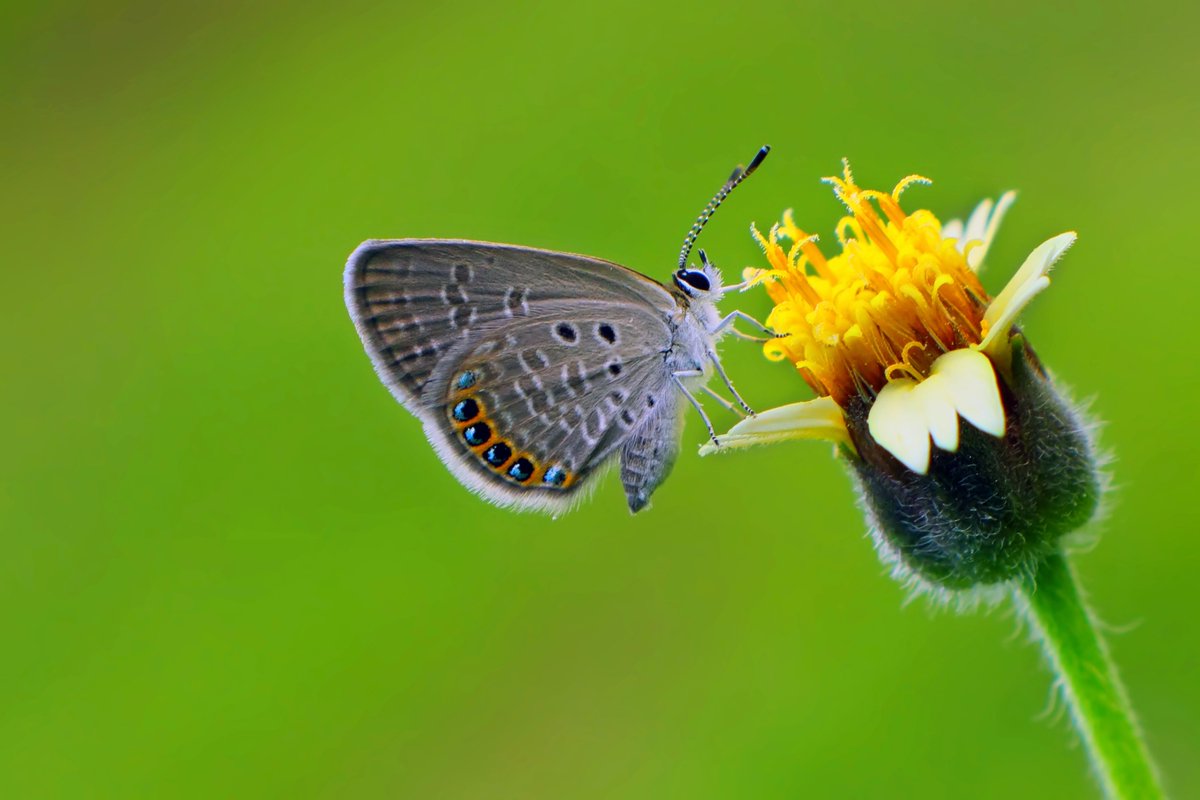 P_Pollinators's tweet photo. What would the world look like without pollinators? Visit the @EU_Commission Pollinator Park, a dystopian virtual reality experience, to find out: https://t.co/uquiycw9Zs #pollinators #PromotePollinators https://t.co/lkzQ29usBm