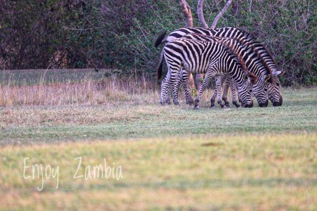 EnjoyZambia tweet picture