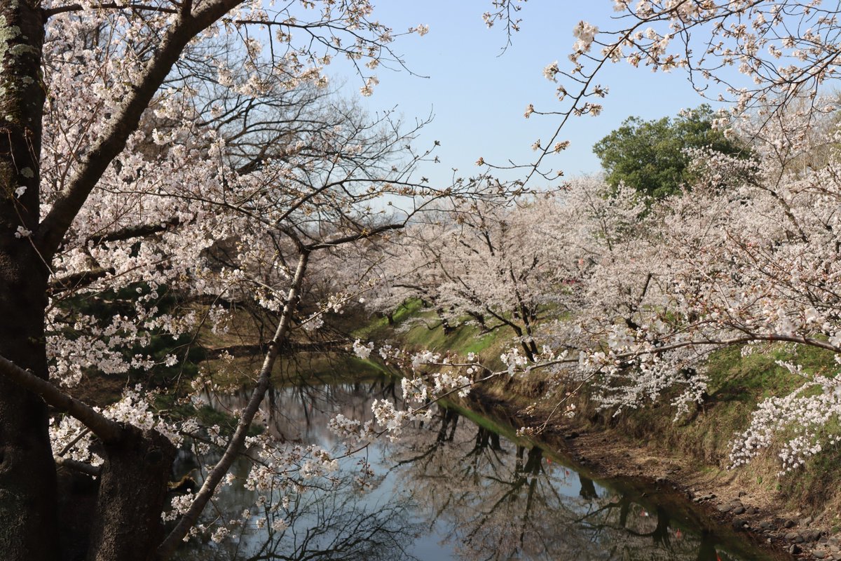 komishow0224's tweet photo. 上田城千本桜 上田市 2021/04/01

3/31位から一気に咲き始めて、ちょうど満開の上田城千本桜。　この時期「梅」「杏」「桜」の花が同時に楽しめる長野県。　

#満開の桜 #上田城 #上田城址 #上田城千本桜 #上田 #長野県  #uedacastle #castle #castles #城 https://t.co/27T9FiuDoj