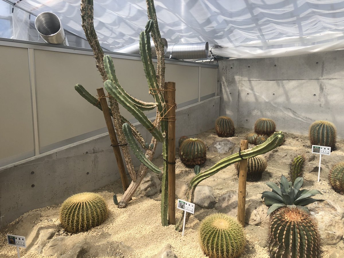 サボテン 情報竜神木 リュウジンボク 先っぽに可愛い形の花が咲いています 逢瀬公園 緑化センター 福島県都市公園 21 04 02 動画あり 逢瀬公園 緑化センター ぐるっと郡山 サボテン 情報竜神木 リュウジンボク 先っぽに可愛い形の花が咲いています 逢瀬公園 緑化センター 福島県都市公園 21 04 02 動画あり 逢瀬公園 緑化センター ぐるっと郡山