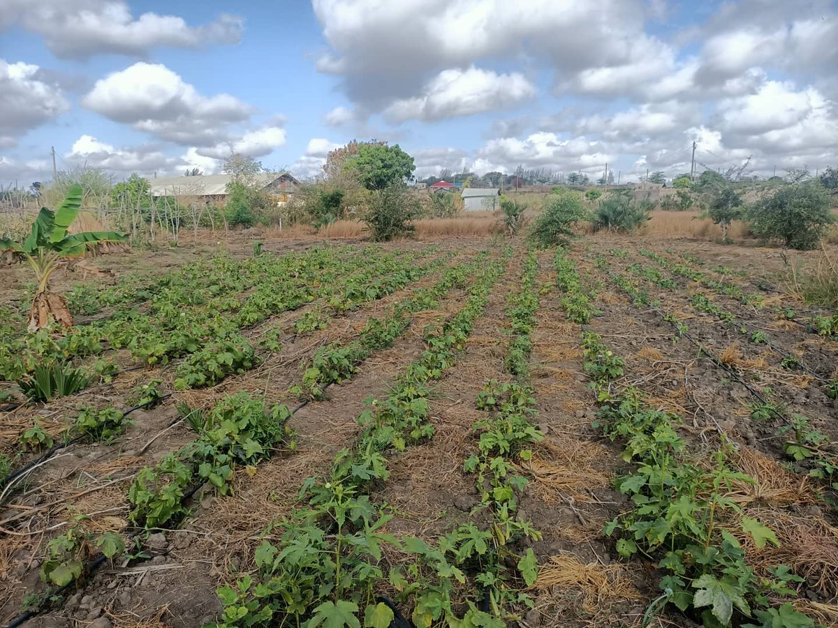 ManyattaYouth_m's tweet photo. #SavetProgram
#ShrinkingVEspaces
For 2 years @ManyattaYouth_m has been equipping Opportunity Youth with relevant knowledge and skills in agribusiness as an alternative livelihood against violence means. https://t.co/YBnFyHocBM