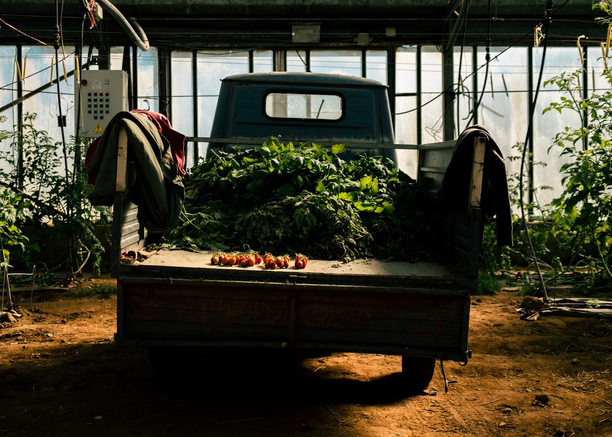 AikenRalph's tweet photo. Sustain - beautiful tomato farm in VillaSanPietro, Sardegna #Sardegna #sustain #freshproduce #italianfood #tomato #fujifilm @FujifilmEU @SardegnaPRadio @TheLocalItaly https://t.co/wkmh0W0uED
