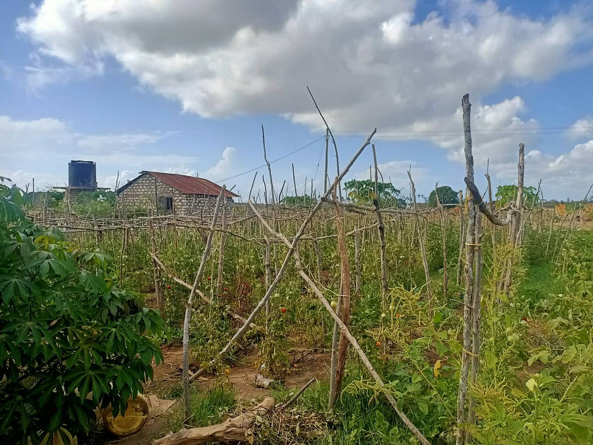 ManyattaYouth_m's tweet photo. #SavetProgram
#ShrinkingVEspaces
For 2 years @ManyattaYouth_m has been equipping Opportunity Youth with relevant knowledge and skills in agribusiness as an alternative livelihood against violence means. https://t.co/YBnFyHocBM