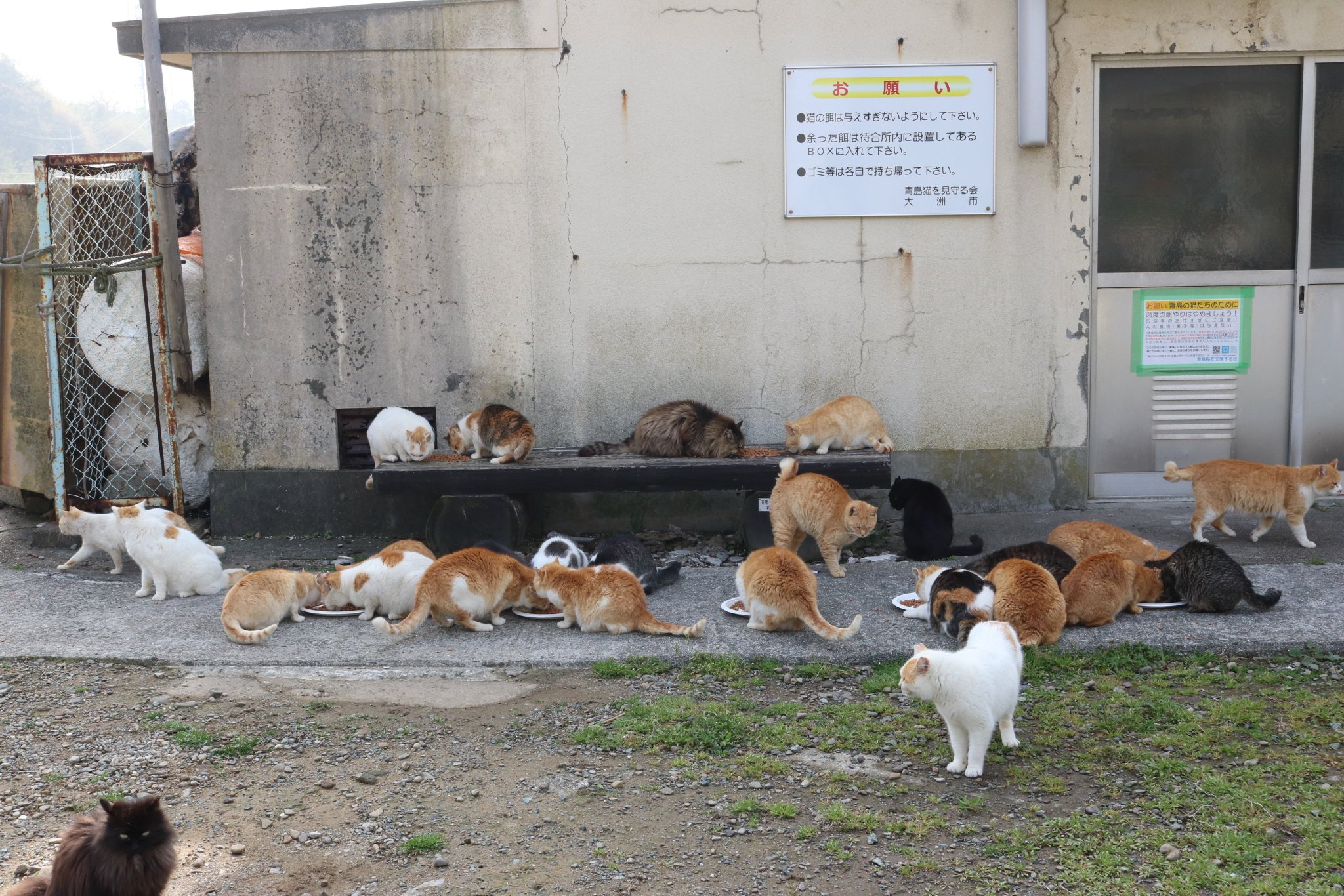 猫の島 青島 3月30日の朝ご飯の時間です その3 最初に 強い猫 が朝ご飯を食べます 次に 普通の猫 が朝ご飯を食べます 最後に 弱い猫 が朝ご飯を食べます 朝ご飯が終われば 猫たちは昼寝に入ります 猫の島 青島 3月30日の朝ご飯の時間です その3 最初に 強い猫 が朝ご飯を食べます 次に 普通の猫 が朝ご飯を食べます 最後に 弱い猫 が朝ご飯を食べます 朝ご飯が終われば 猫たちは昼寝に入ります