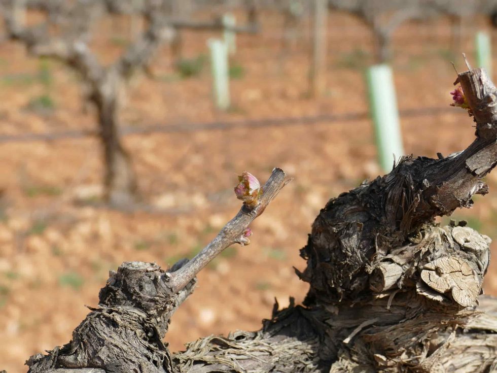 Foravila_IB's tweet photo. Les vinyes es desperten. La vinya i el vi de l’any 2021 (4)
Després de l’aturada invernal amb les primeres calors de la primavera les vinyes es desperten.
https://t.co/hD7ShqRlaM
#Vi #vinya #plaillevant https://t.co/YYllP4ZHS9