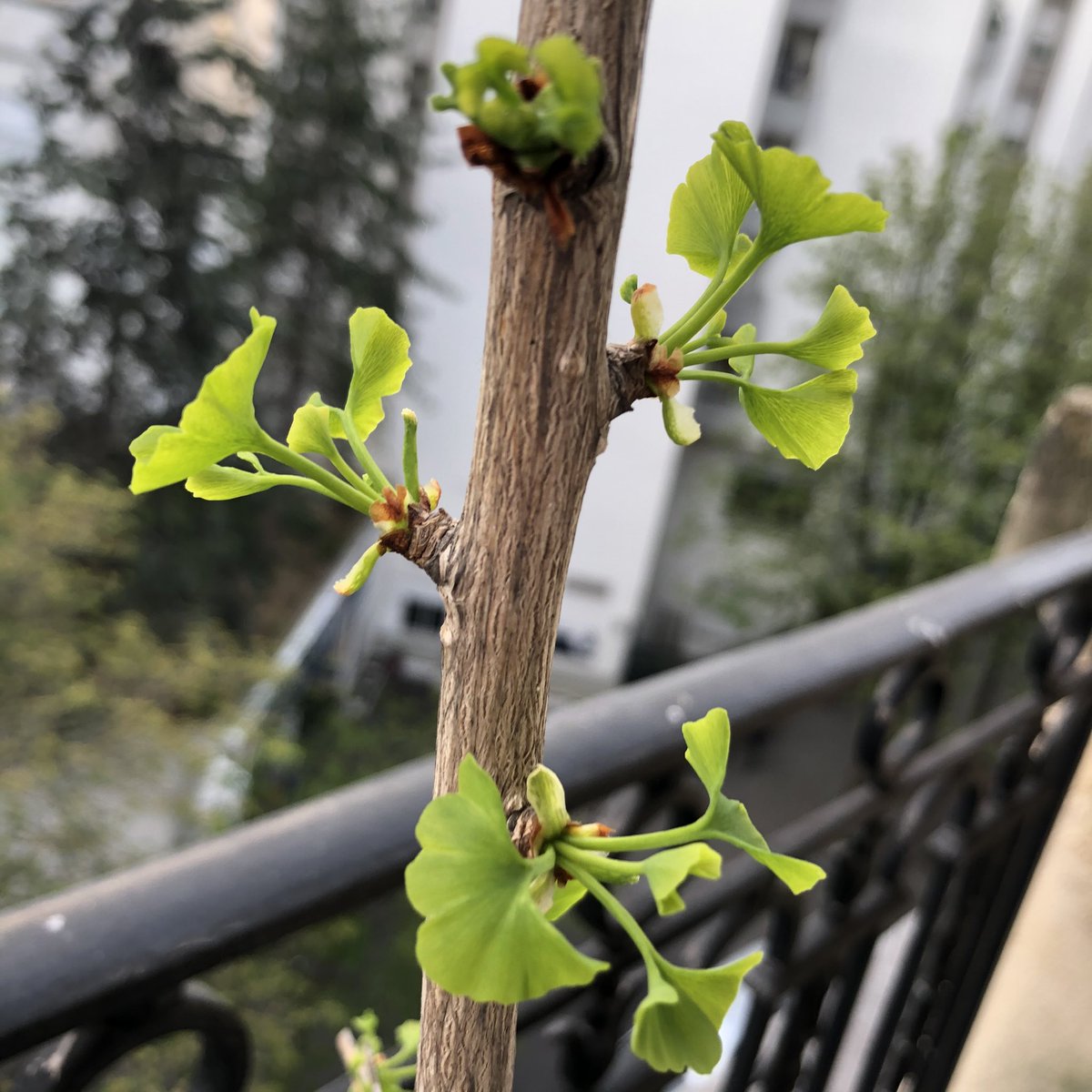 Bekouz's tweet photo. Y a-t-il plante plus mignonne qu’un ginkgo avec ses mini feuilles bébés du printemps ? Non 🥰 https://t.co/RPp556Itll