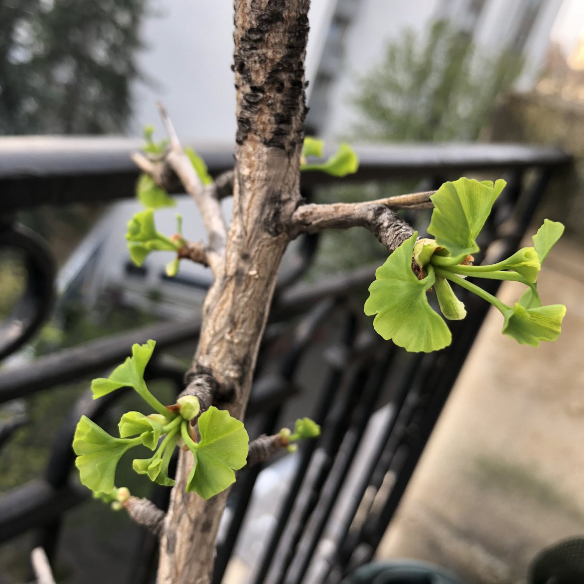 Bekouz's tweet photo. Y a-t-il plante plus mignonne qu’un ginkgo avec ses mini feuilles bébés du printemps ? Non 🥰 https://t.co/RPp556Itll