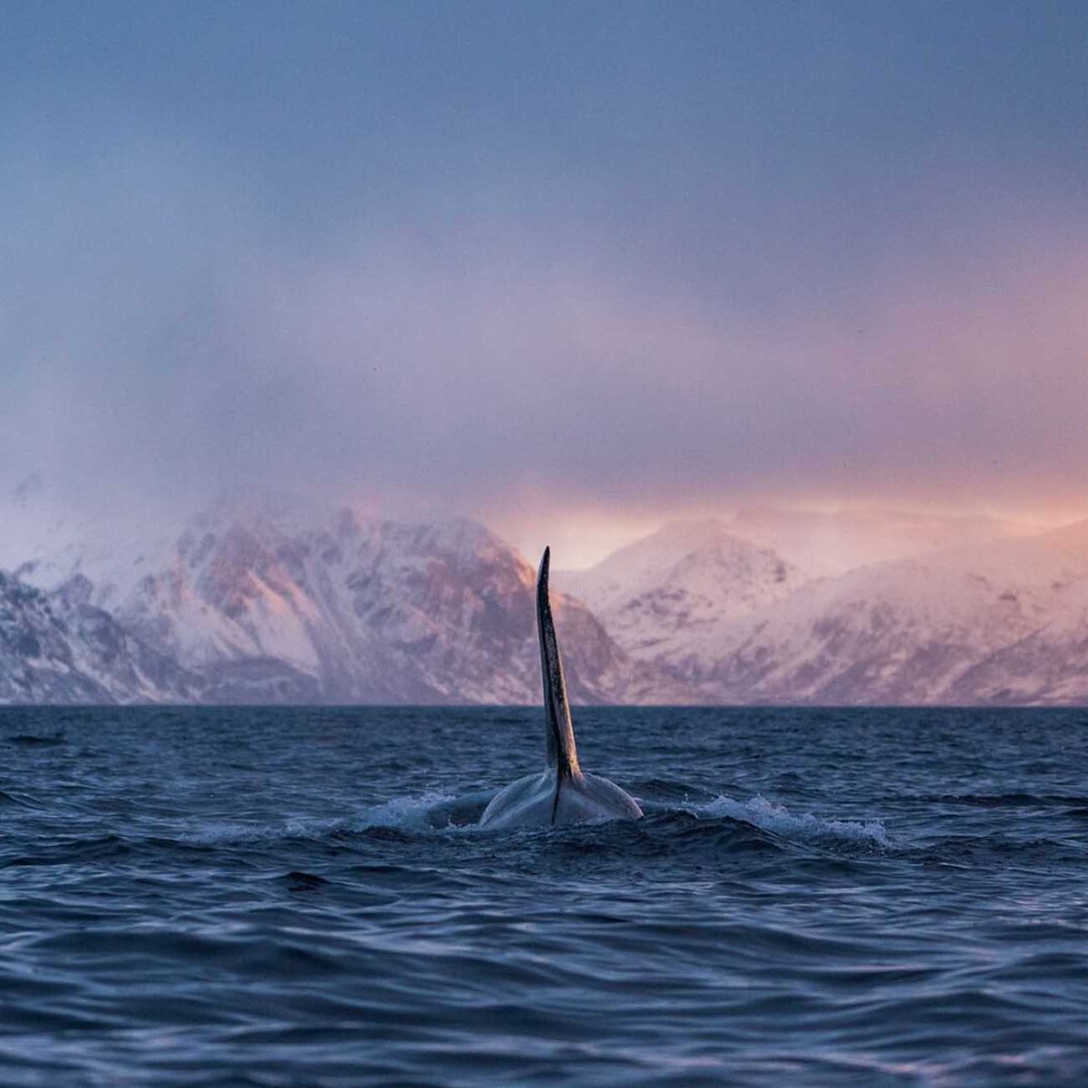 Grandsespaces's tweet photo. #PhotoDuVendredi 🐳
📌 : Laponie - 79°07'N 13°28'E https://t.co/WKsOoluseg