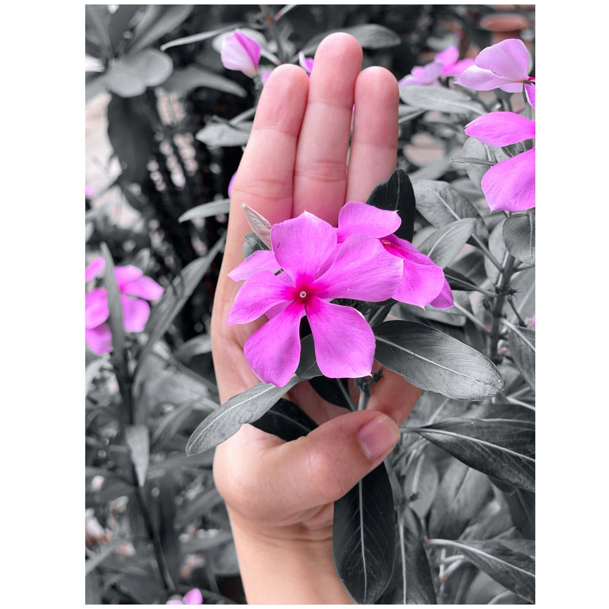 MayTheint9's tweet photo. "ပြန်မလာနိုင်တော့တဲ့ သူရဲကောင်းများအတွက် Flower Strike"🌺 

"Flower Strike for our heroes who can't come back to home"🌺

#whatshappeninginmyanmar #hearthevoicesofmyanmar
#april2flowerstrike #flowerstrikemyanmar #justiceformyanmar #savemyanmar https://t.co/Yy21XJ8URc