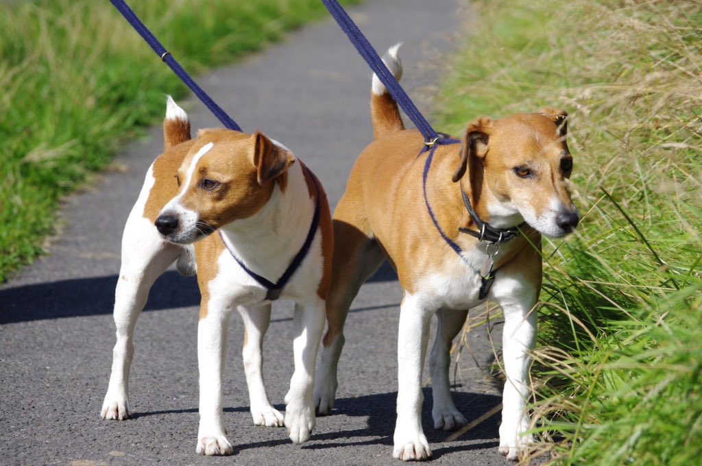 jennystanley5's tweet photo. Thinking about these 2 fella’s today. Missing 6 years today💔🐶🐾#NeverForgotten #Skip&Jed#believedstolen https://t.co/SRWiF4ZKZy