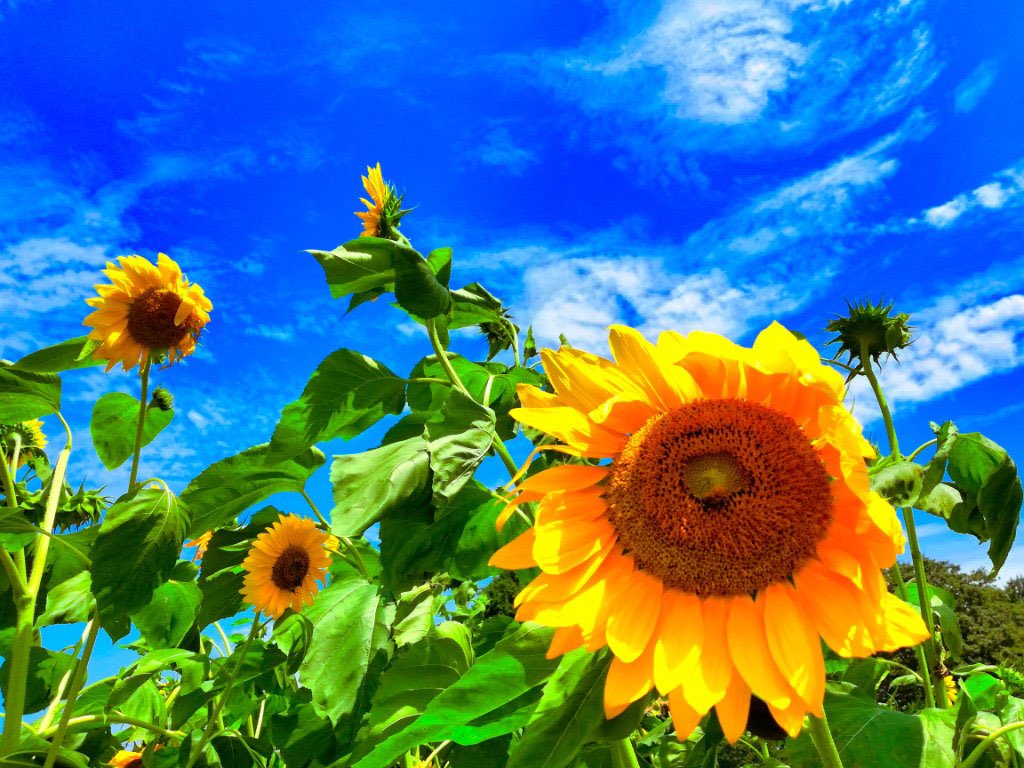 chr_rinx's tweet photo. 4月のラッキーアイテムは向日葵🌻 https://t.co/We4jVDjZ5u