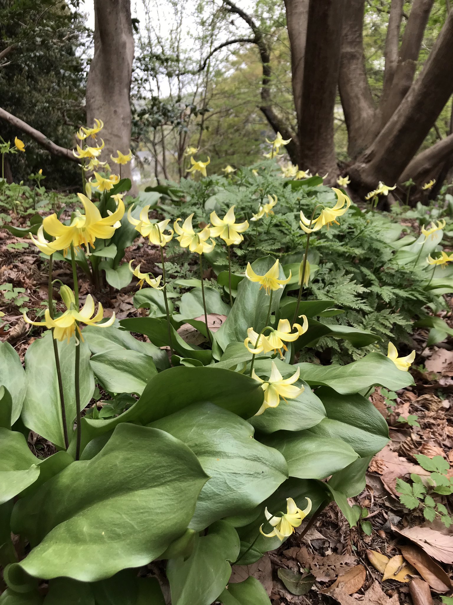 ミウル 神奈川の花の名所100選でもある城山かたくりの里の黄花カタクリが見頃だよ 他にもいろいろな花が咲いているんだ 今年の開園期間は4月18日 日 までだよ 城山かたくりの里 城山 T Co Phlitdruha Twitter