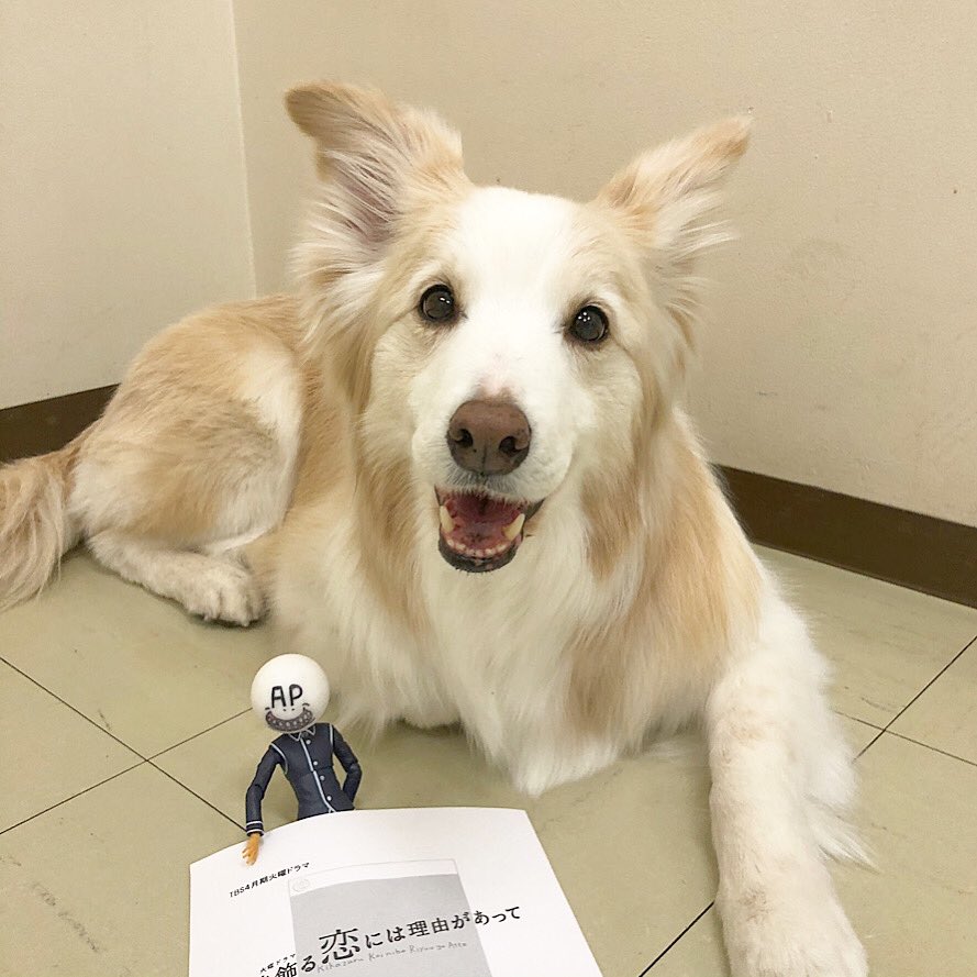 着飾る恋には理由があって 白い犬の犬種は 飼えるかな