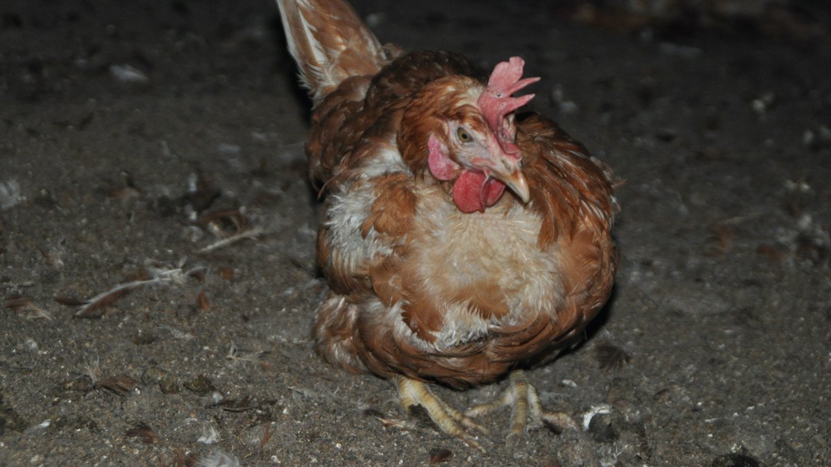 vgt_at's tweet photo. Aktuelle Bilder aus österreichischen Bodenhaltungen! Die knapp 7 Millionen #Legehennen in Österreich legen rund 1,7 Milliarden (!) Eier pro Jahr – eine Folge von Leistungszucht u. Legedruck auf Kosten der Tiergesundheit. #ostern #eierproduktion 
https://t.co/H9eeM1tjBT https://t.co/McjhGhn80M