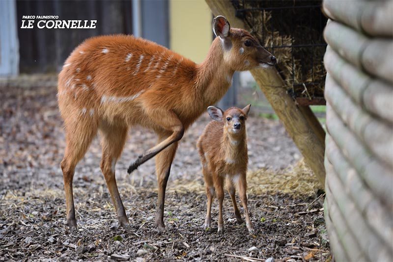 LeCornelle's tweet photo. Fiocco azzurro al Parco: è nato un piccolo di sitatunga nato durante la convalescenza della madre a seguito di un intervento chirurgico per una frattura ad un arto, il nuovo arrivato è simbolo di speranza durante l’ultima chiusura imposta dalla pandemia: https://t.co/IxB5aOupBR https://t.co/1sSxuNMNp2