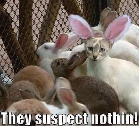 pact_autism's tweet photo. Happy Easter weekend 🐇 https://t.co/afXHJyV46S