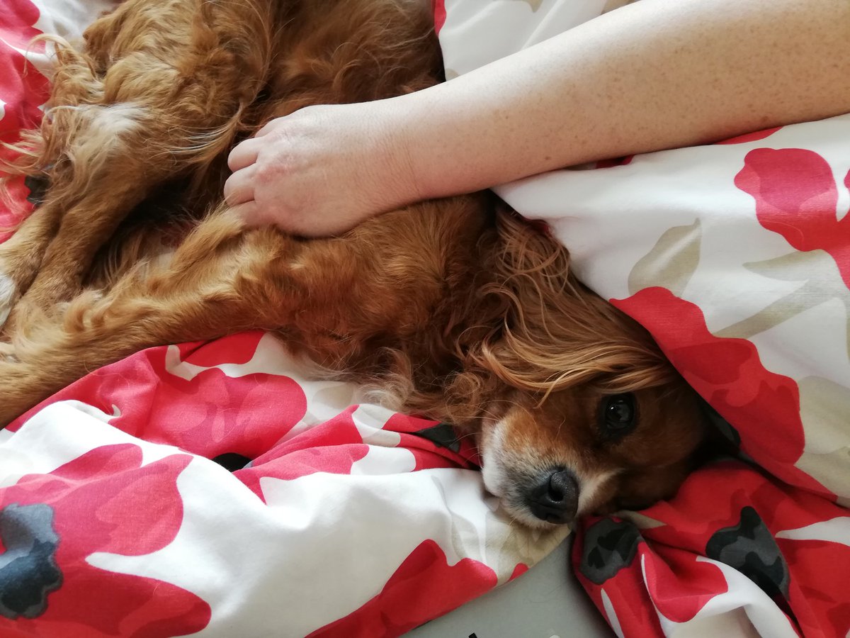 That sort of bank Holiday, Oscar is having a slow start on the bed and I can't get to the washing either, Chrissy looks  cozy in the basket 😂😂