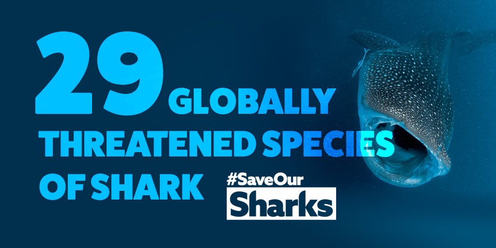 ResilientReefs's tweet photo. The Maldives is a haven and sanctuary for more than 30 species of sharks. Of these, 29 species are globally endangered. 
Now, more than ever, we must continue to play our leading role in shark protection. 
#SaveOurSharks

🦈🦈 https://t.co/R4Gq3iRq9C https://t.co/3cLiylJory