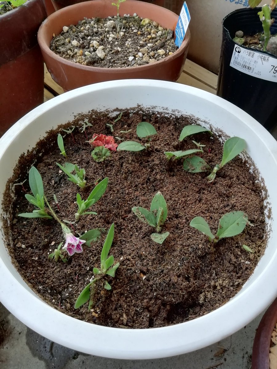 Yun3504 ペチュニアとカリブラコアを植えました 八重咲きのピンクと黄色です 買ってきて早々切り戻しをして脇芽を増やします 切った先っぽは挿し芽をして増やします 根が出てくれるといいなぁ ガーデニング 園芸 ペチュニア カリブラコア Yun3504 ペチュニアとカリブラコアを植えました 八重咲きのピンクと黄色です 買ってきて早々切り戻しをして脇芽を増やします 切った先っぽは挿し芽をして増やします 根が出てくれるといいなぁ ガーデニング 園芸 ペチュニア カリブラコア