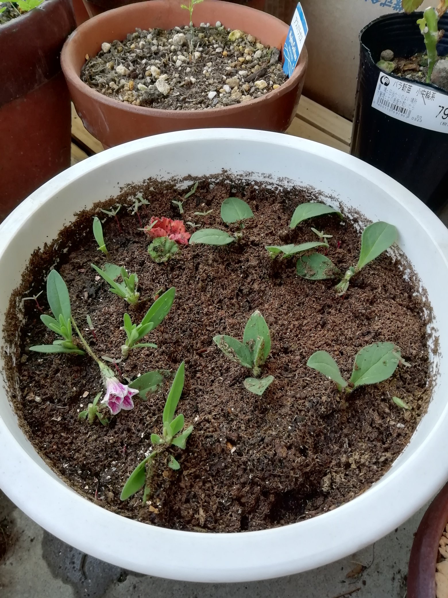تويتر Yun3504 على تويتر ペチュニアとカリブラコアを植えました 八重咲きのピンクと黄色です 買ってきて早々切り戻しをして脇芽を増やします 切った先っぽは挿し芽をして増やします 根が出てくれるといいなぁ ガーデニング 園芸 ペチュニア