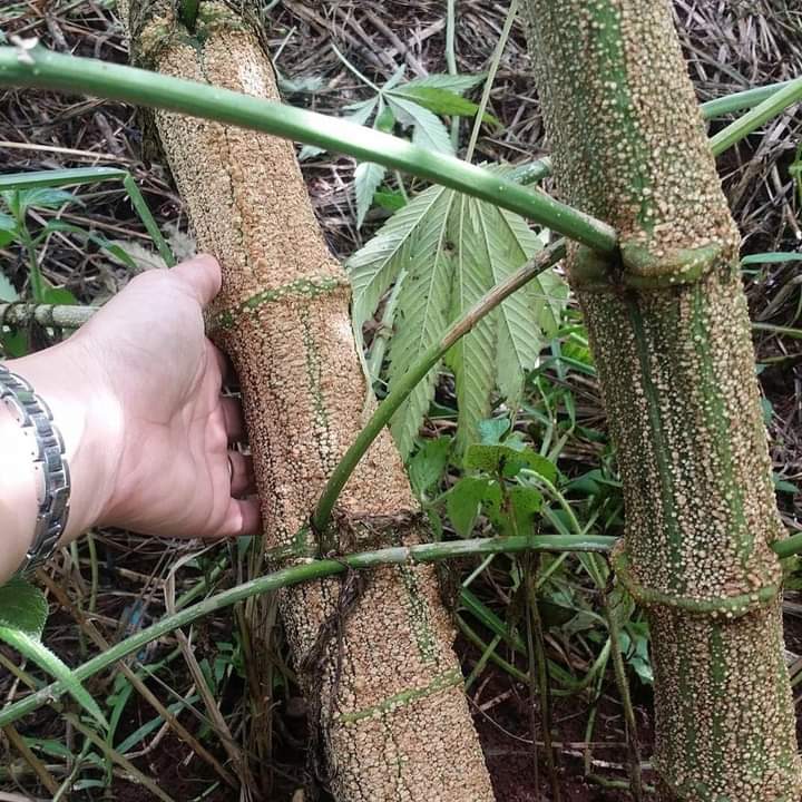 joisami's tweet image. Hemp in Thailand🇹🇭 พืชเศรษฐกิจไทย ไฉไลกับสิ่งแวดล้อม ลำต้น ราก ใบ ใย และแกน 🪴🌾 #hempthai #ecofriendly #sustainable

Kredit olive hempthai