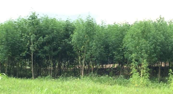 joisami's tweet image. Hemp in Thailand🇹🇭 พืชเศรษฐกิจไทย ไฉไลกับสิ่งแวดล้อม ลำต้น ราก ใบ ใย และแกน 🪴🌾 #hempthai #ecofriendly #sustainable

Kredit olive hempthai