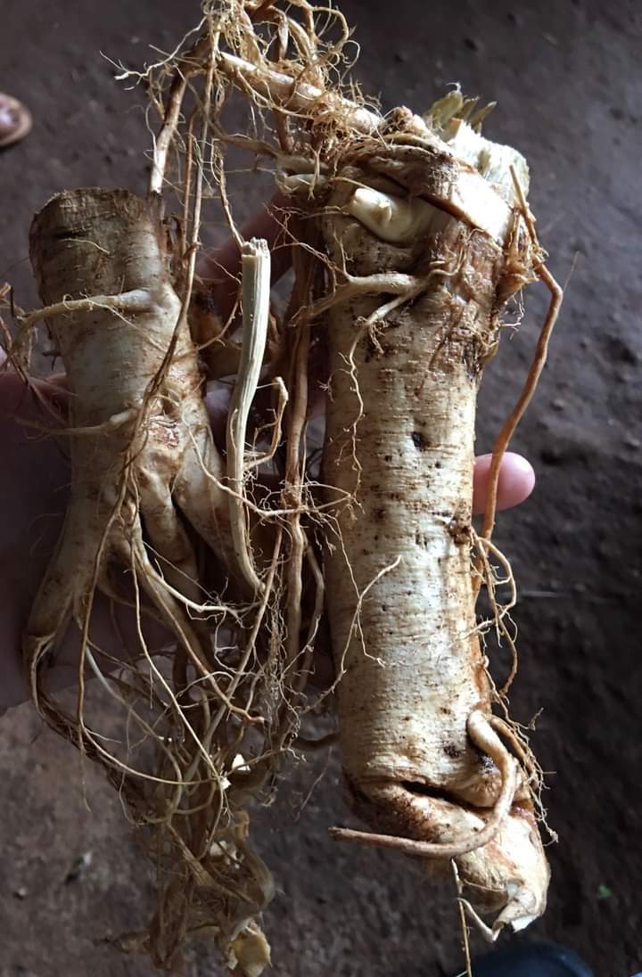 joisami's tweet image. Hemp in Thailand🇹🇭 พืชเศรษฐกิจไทย ไฉไลกับสิ่งแวดล้อม ลำต้น ราก ใบ ใย และแกน 🪴🌾 #hempthai #ecofriendly #sustainable

Kredit olive hempthai